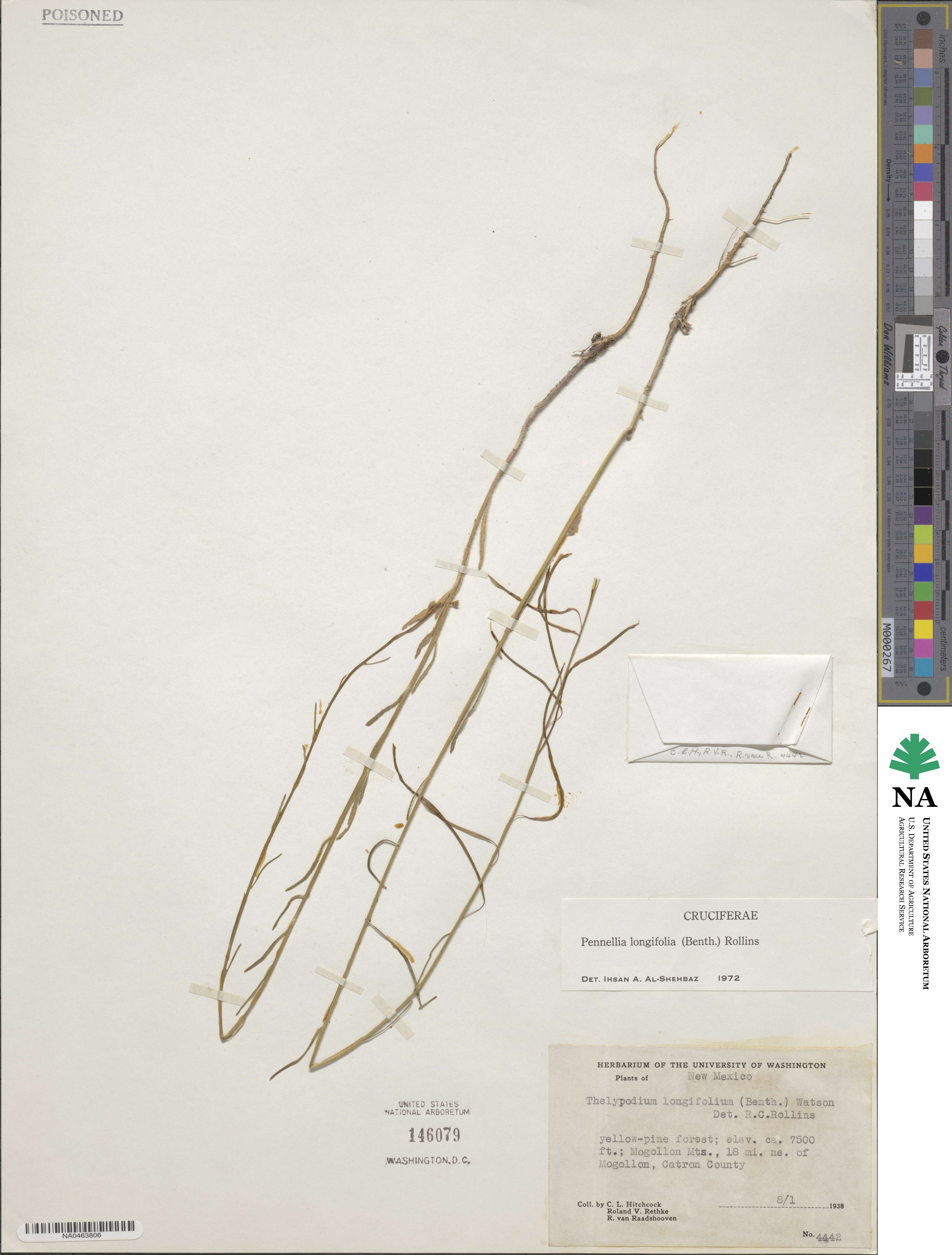 Pennellia longifolia image