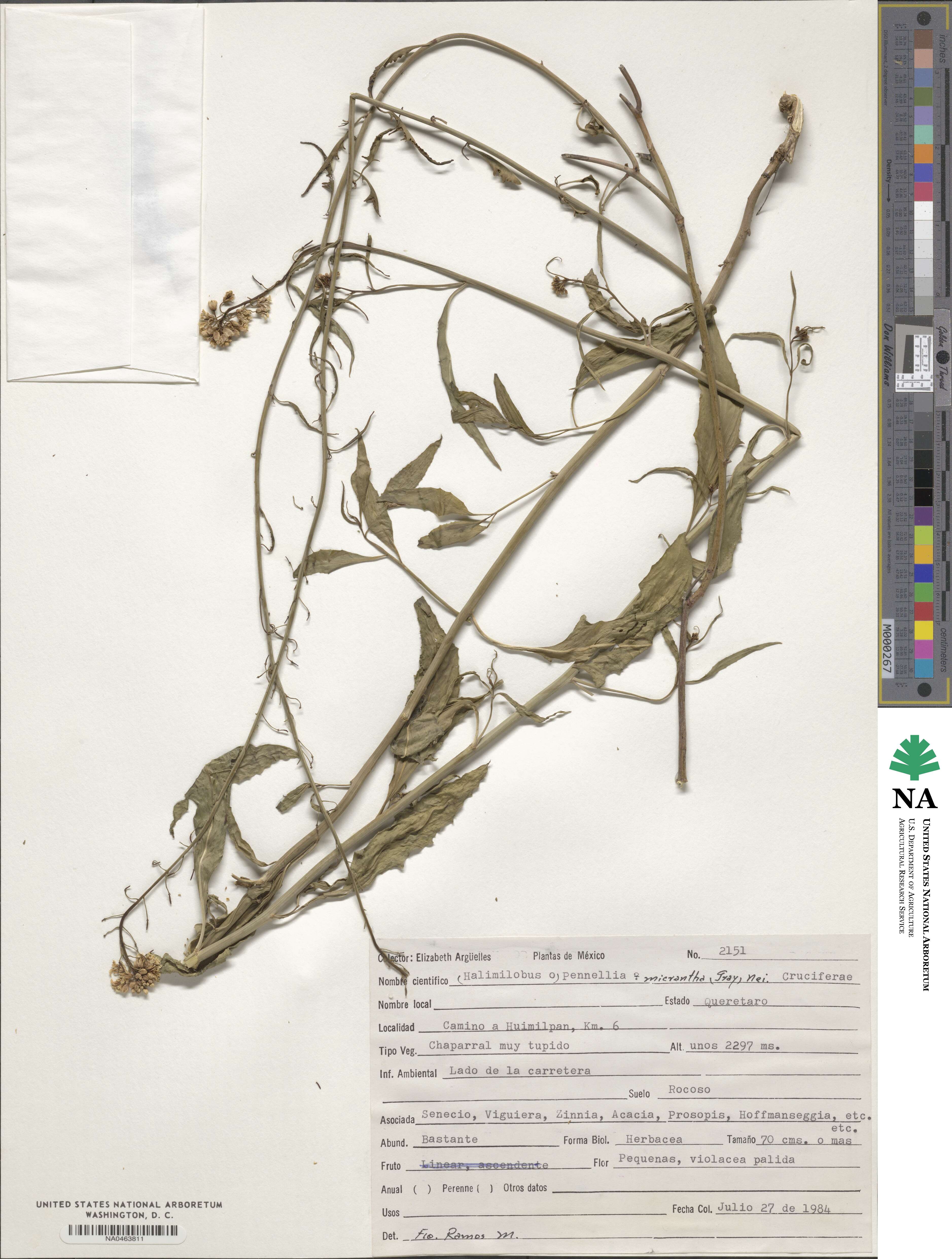 Pennellia micrantha image