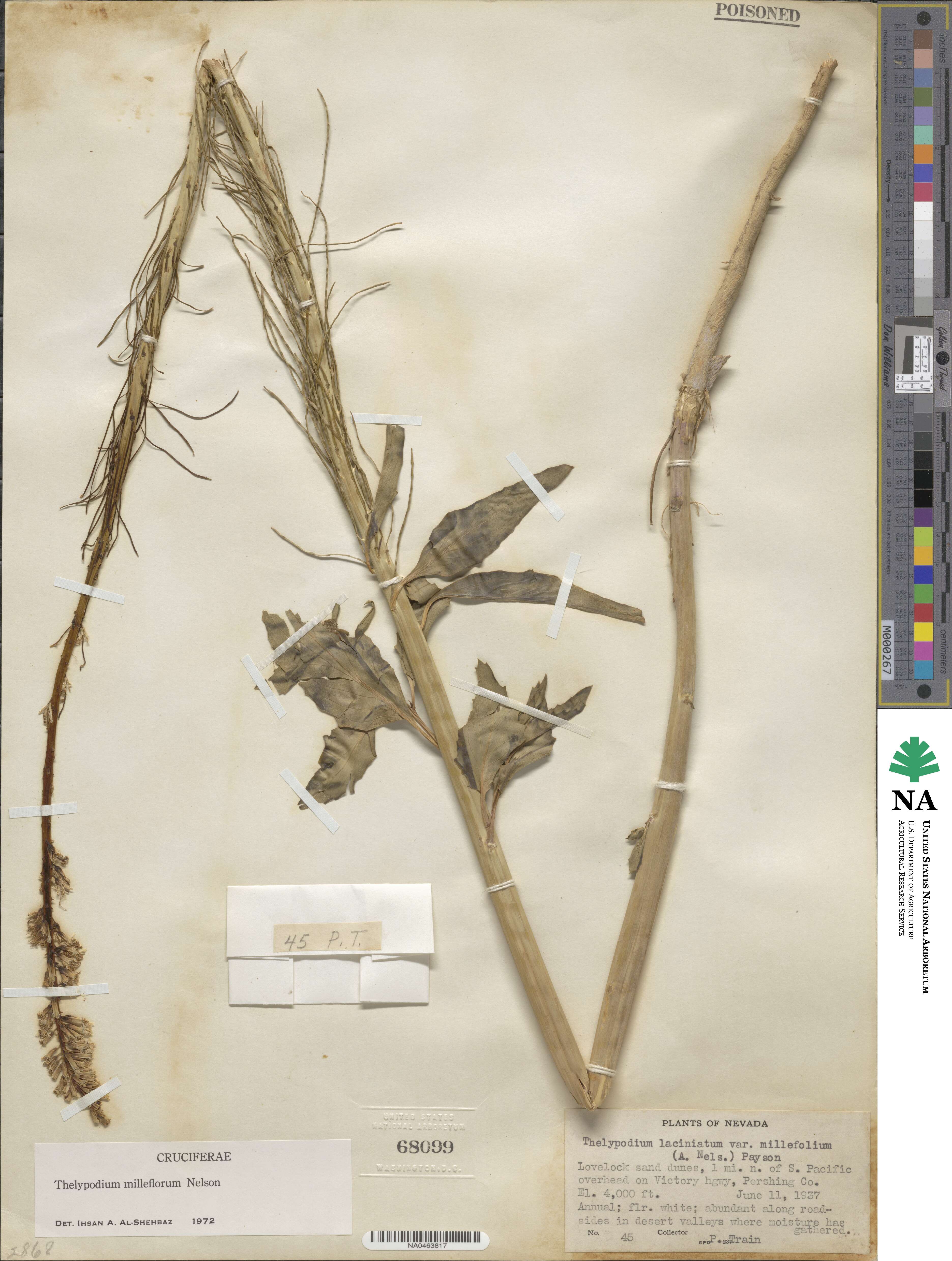 Thelypodium milleflorum image