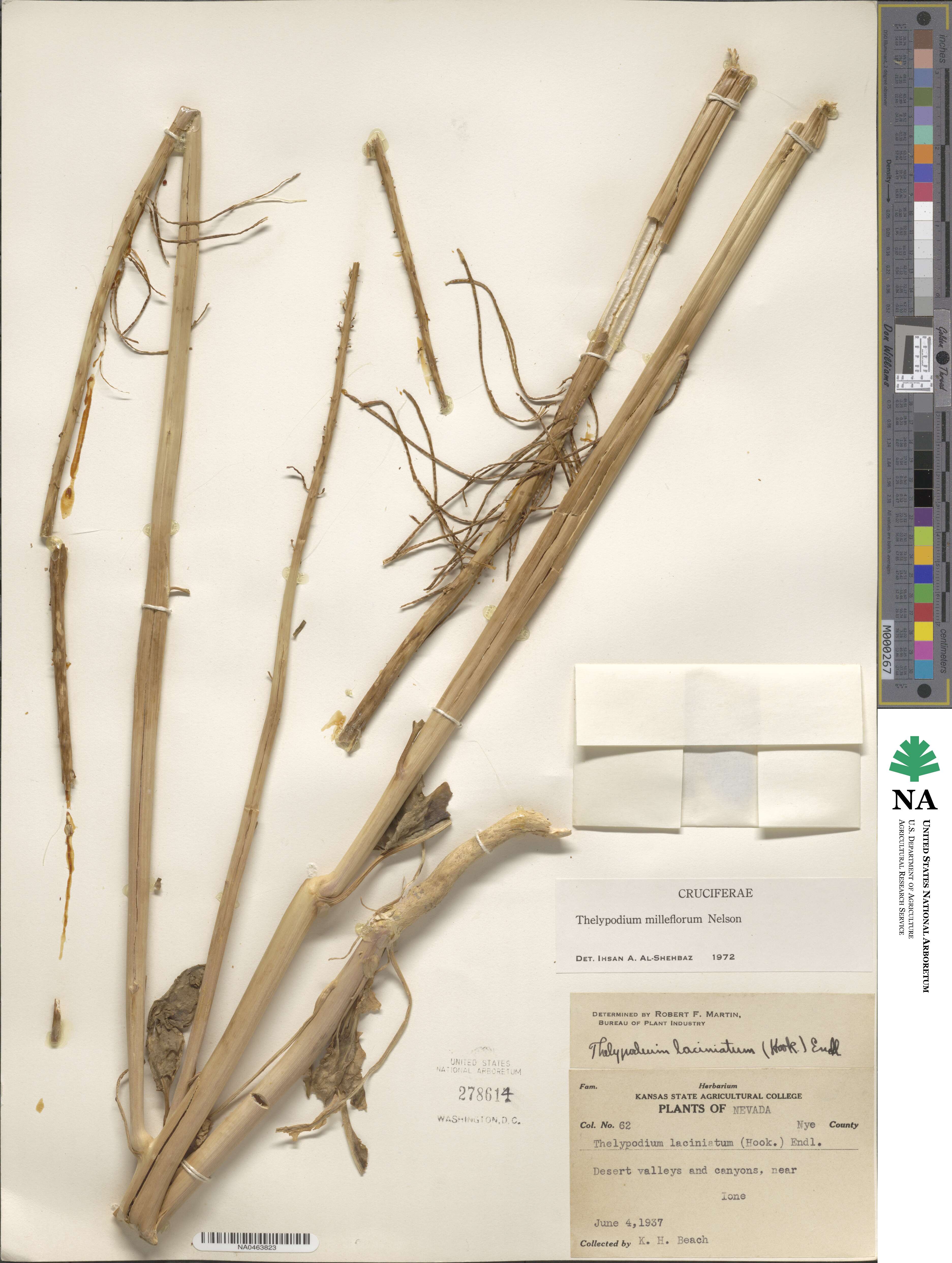 Thelypodium milleflorum image