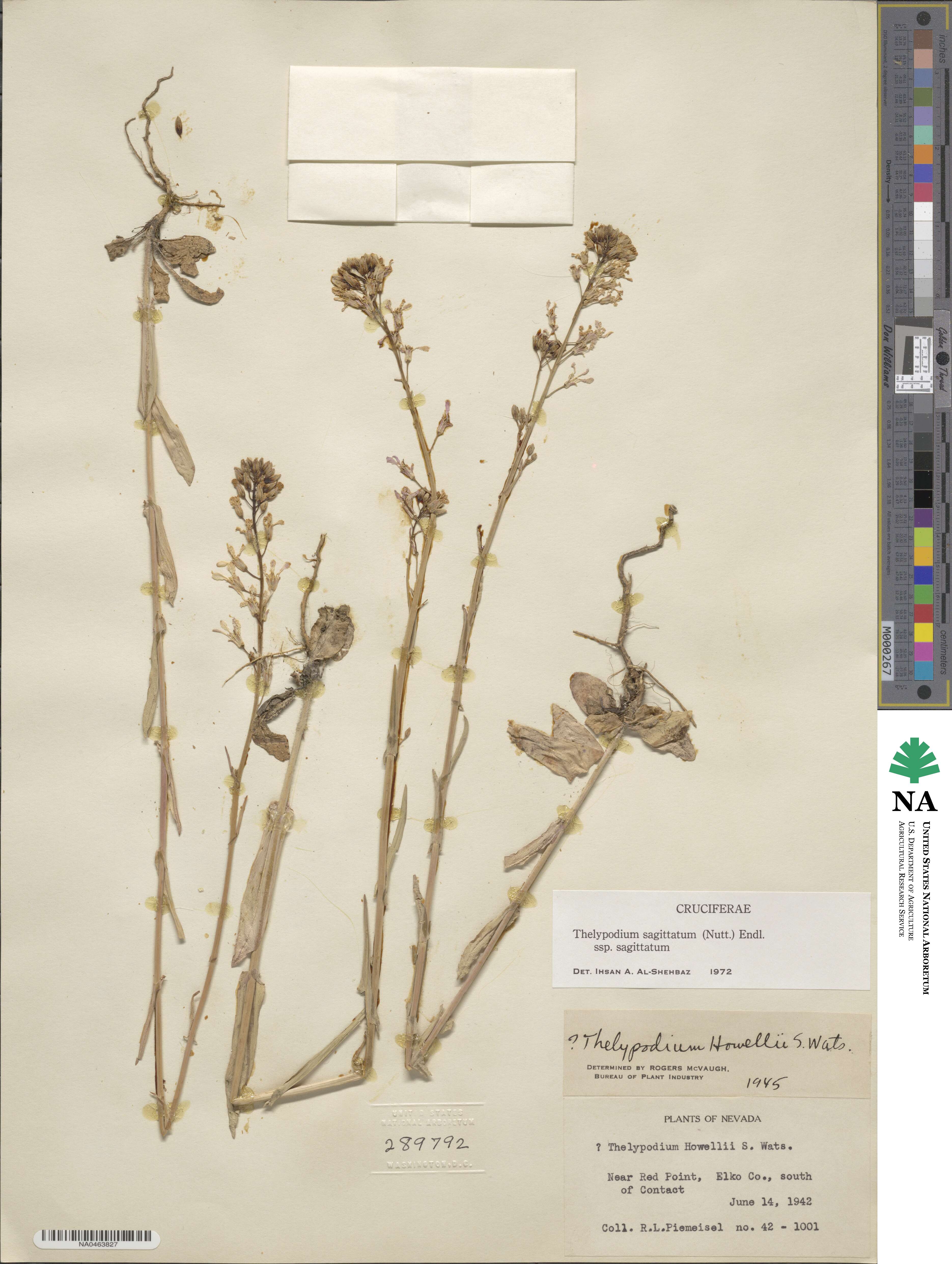 Thelypodium sagittatum image