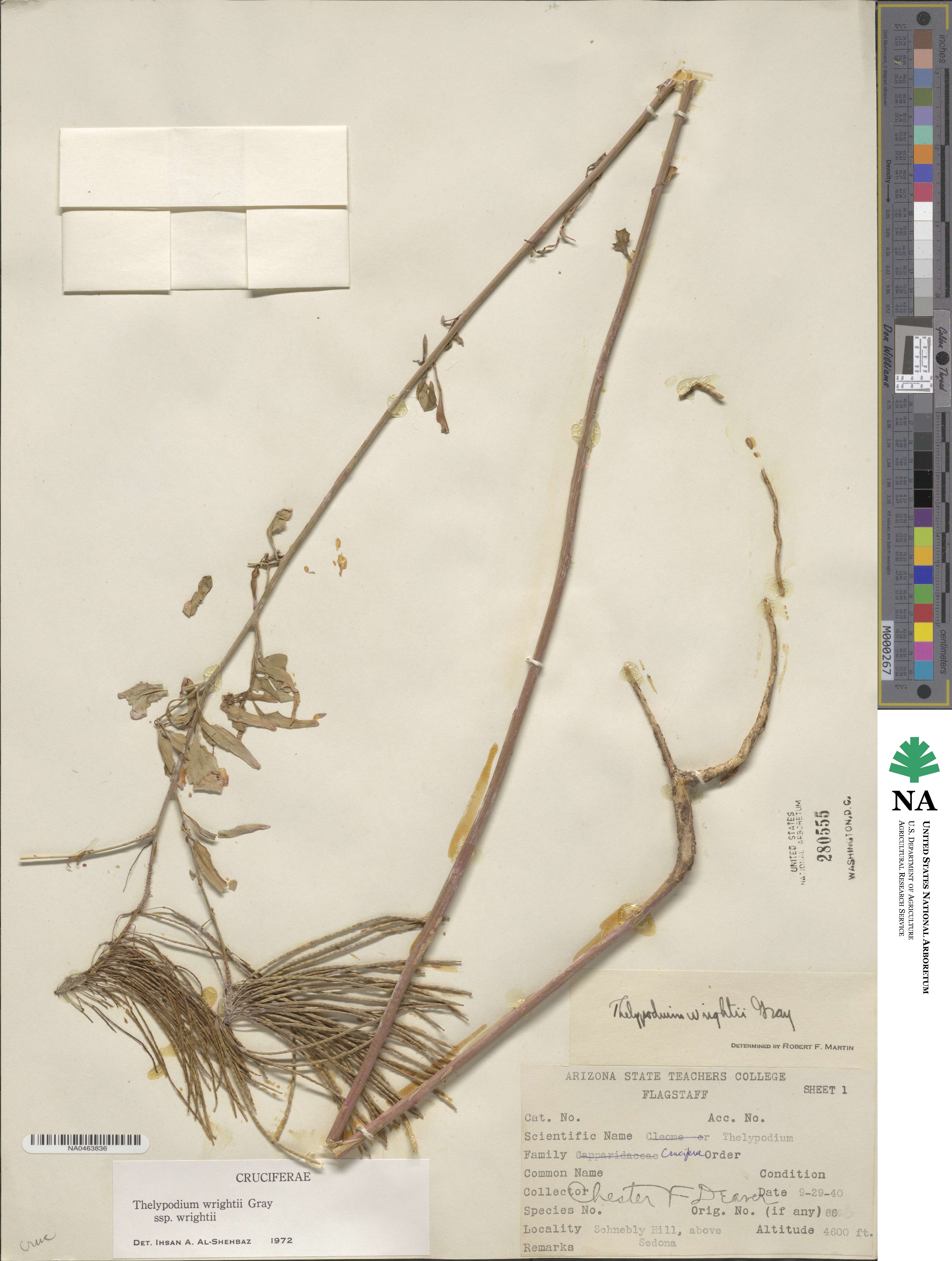 Thelypodium wrightii image