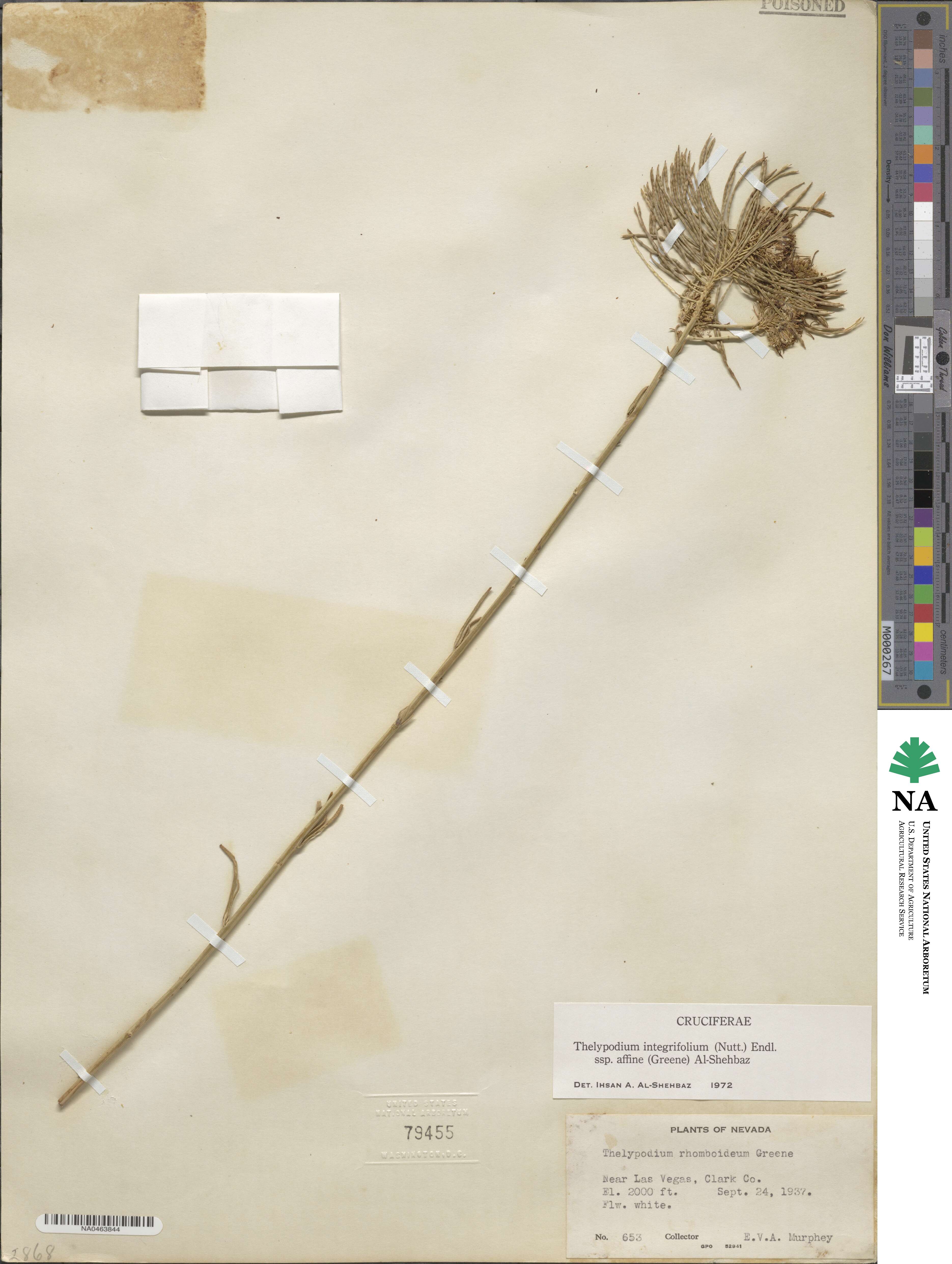 Thelypodium integrifolium subsp. affine image