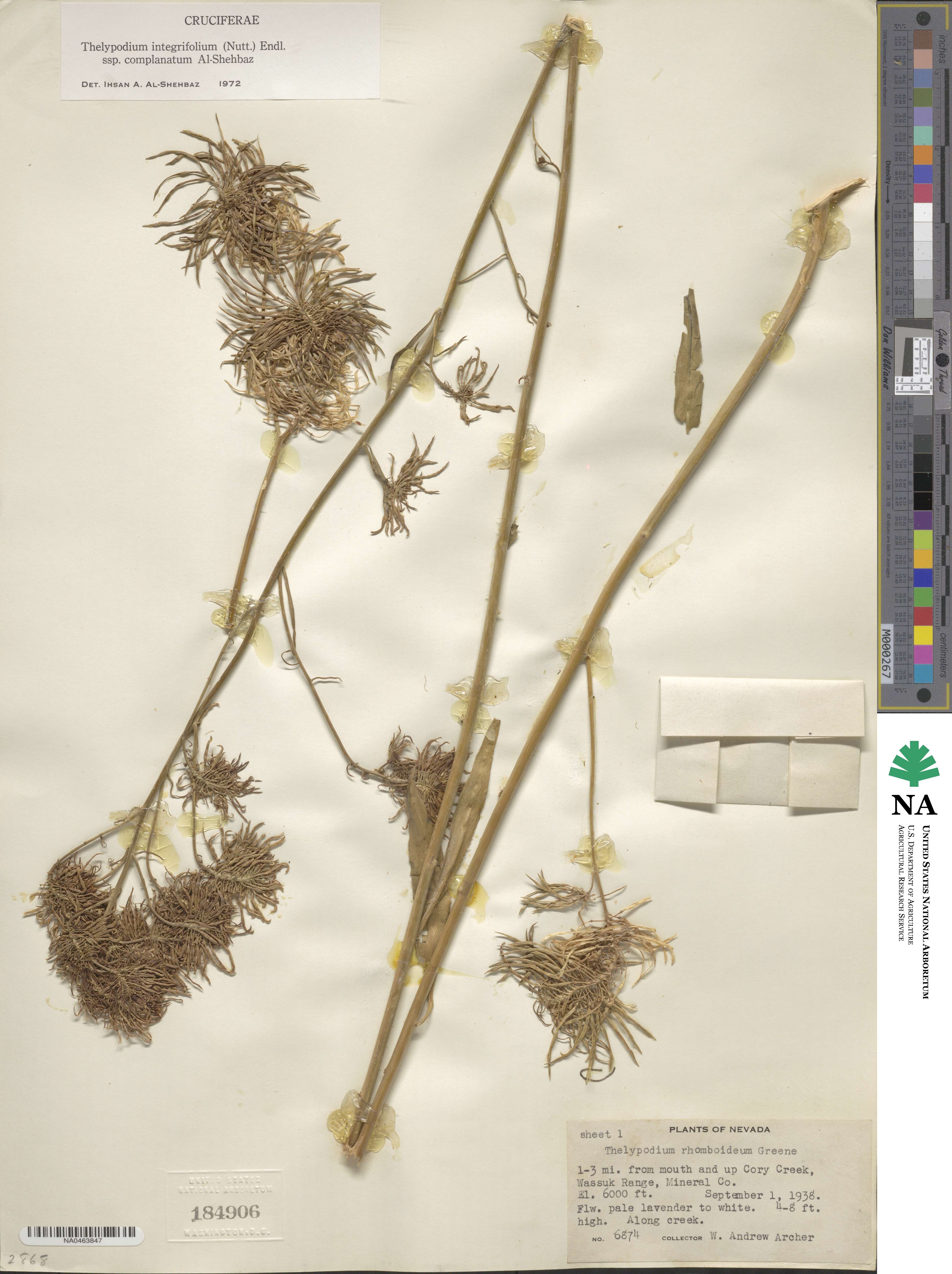 Thelypodium integrifolium image
