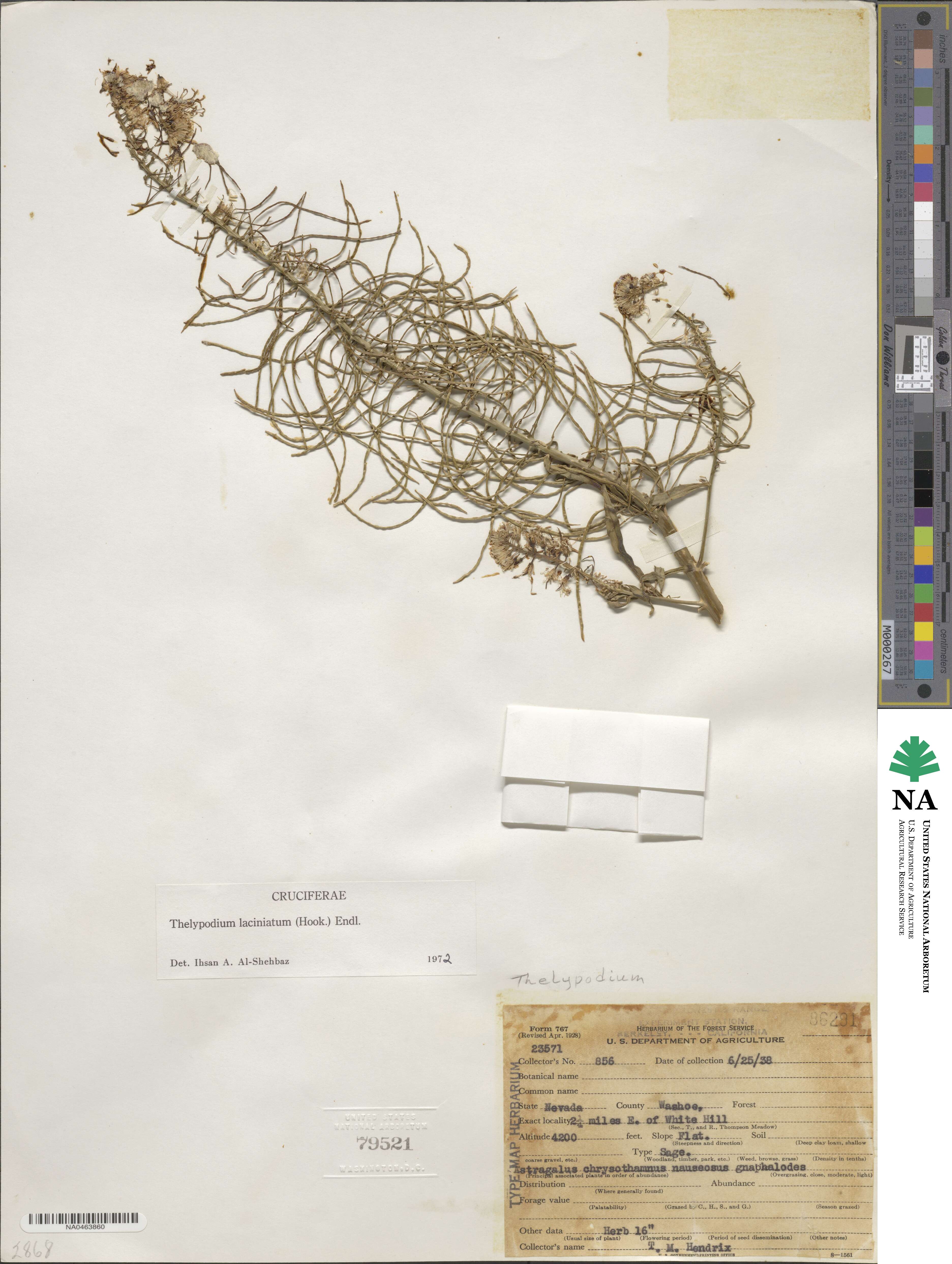 Thelypodium laciniatum image