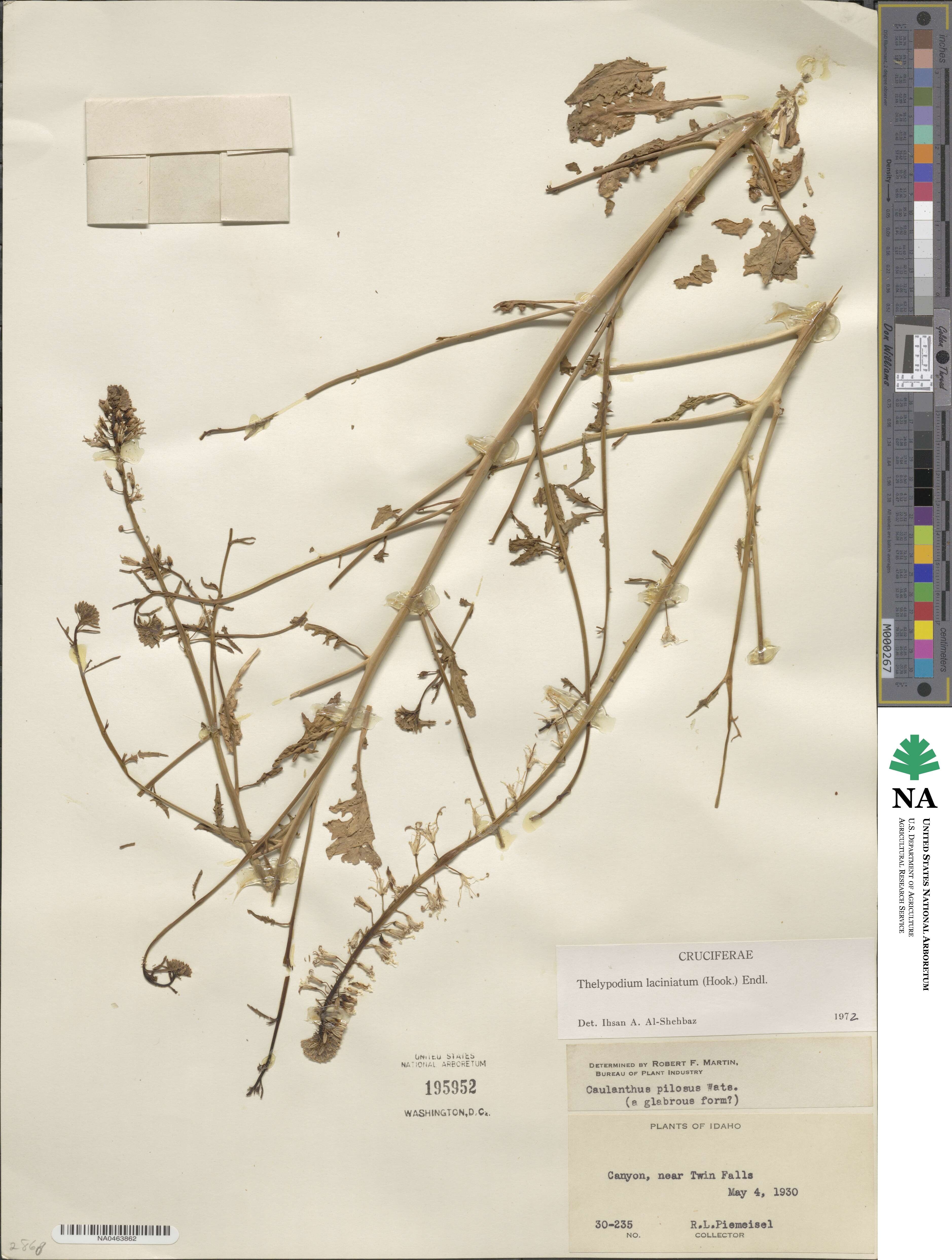 Thelypodium laciniatum image