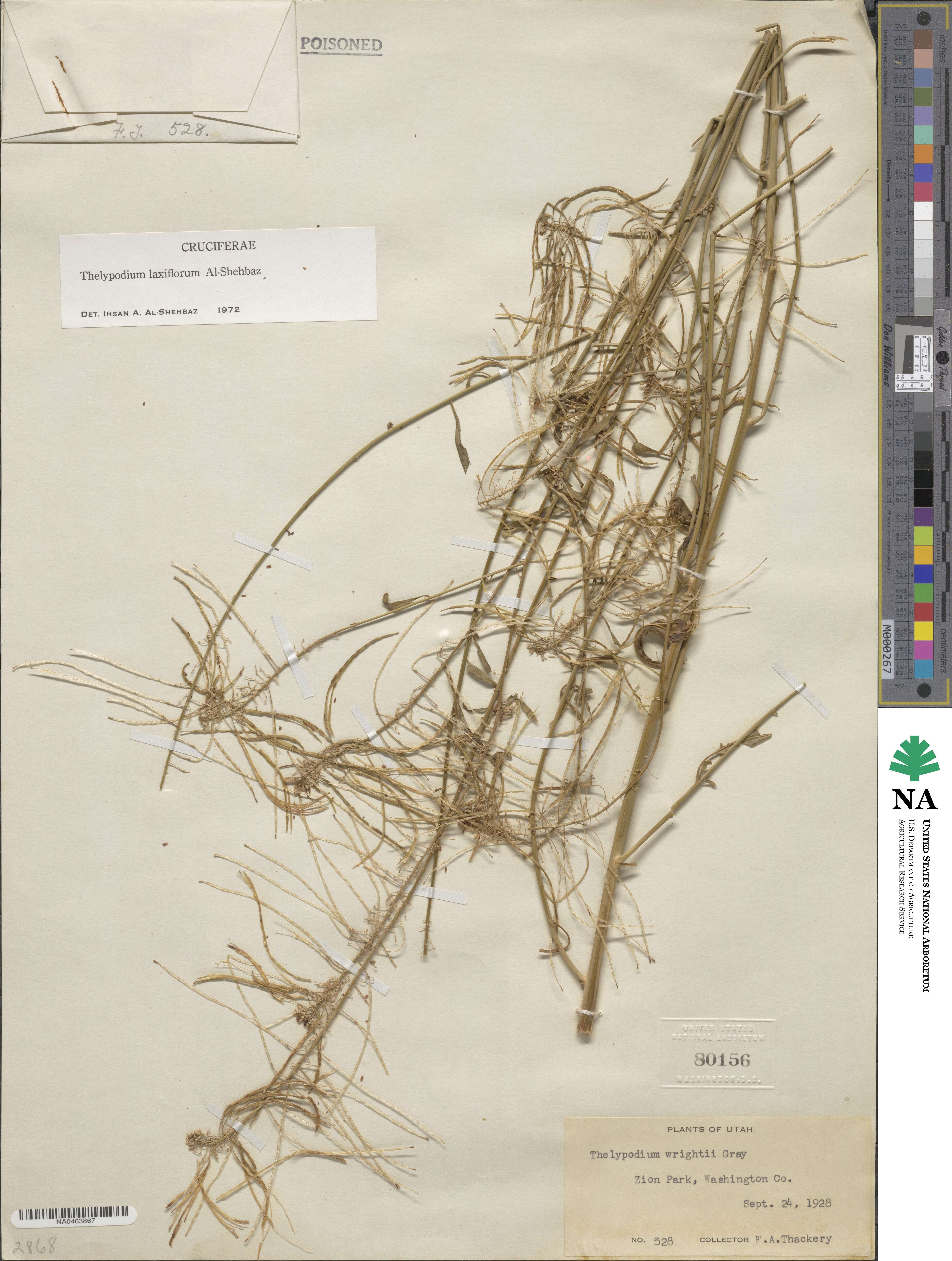Thelypodium laxiflorum image