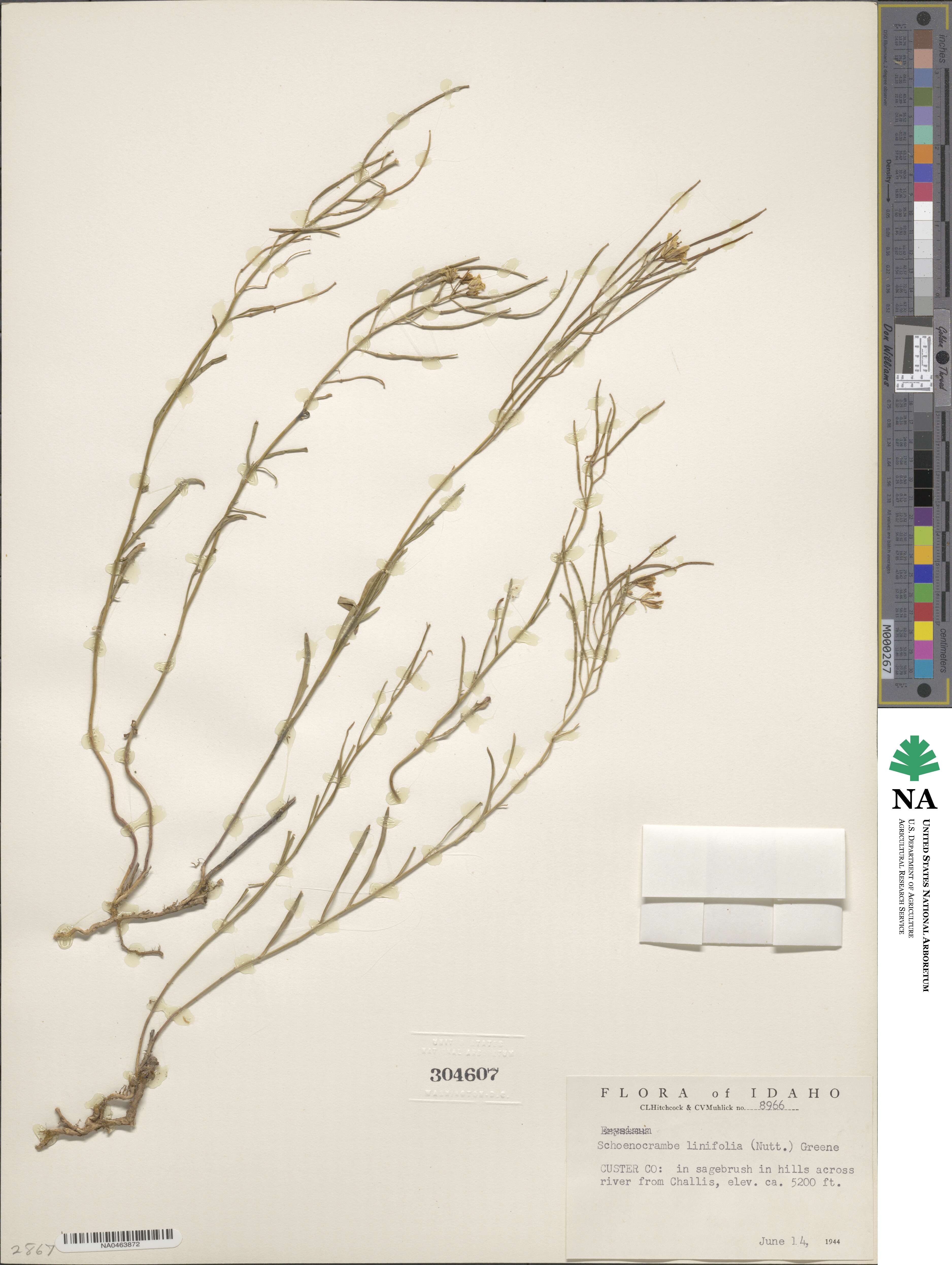 Sisymbrium linifolium image