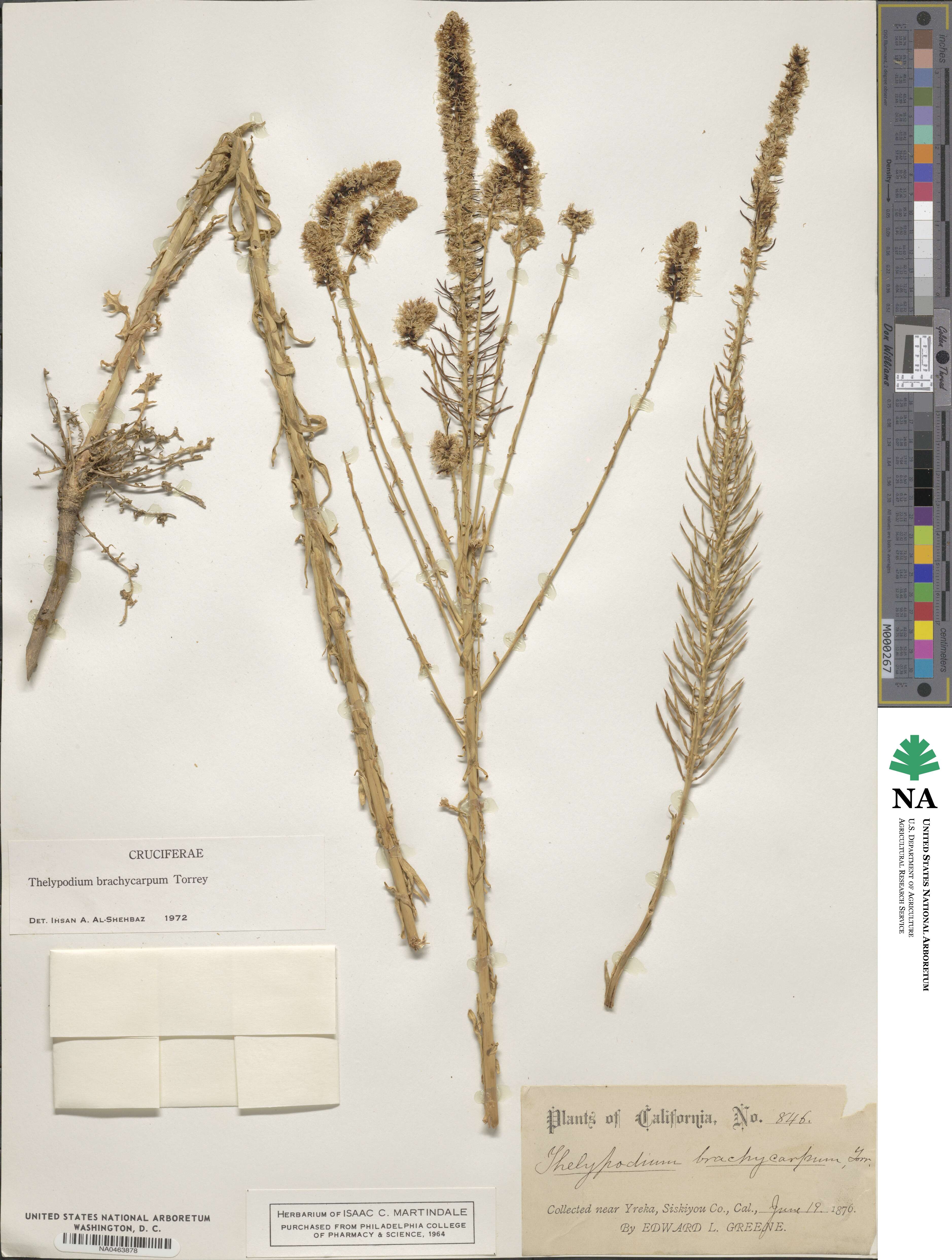 Thelypodium brachycarpum image