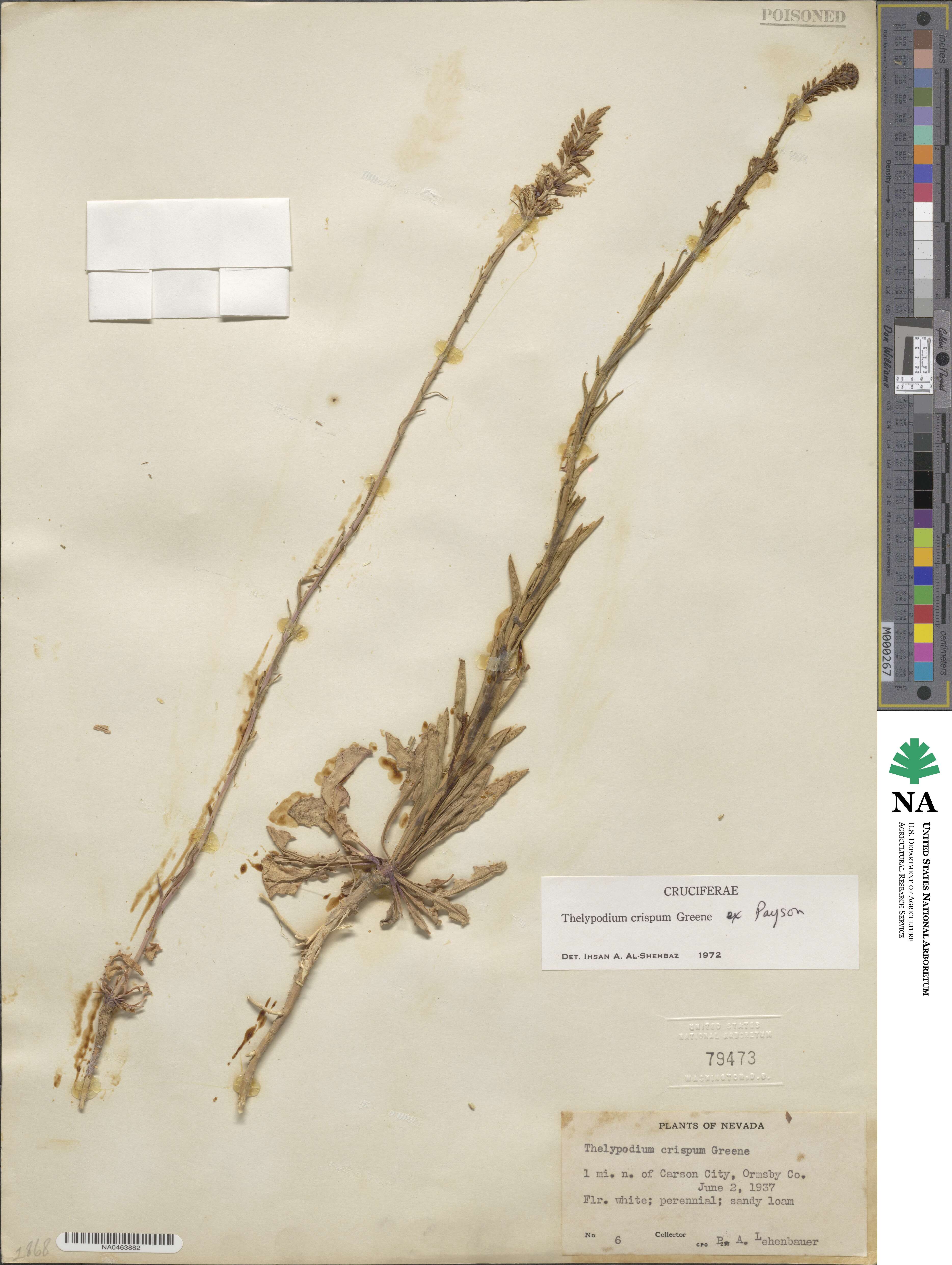 Thelypodium crispum image