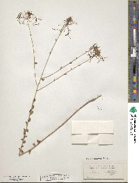 Image of Warea amplexifolia
