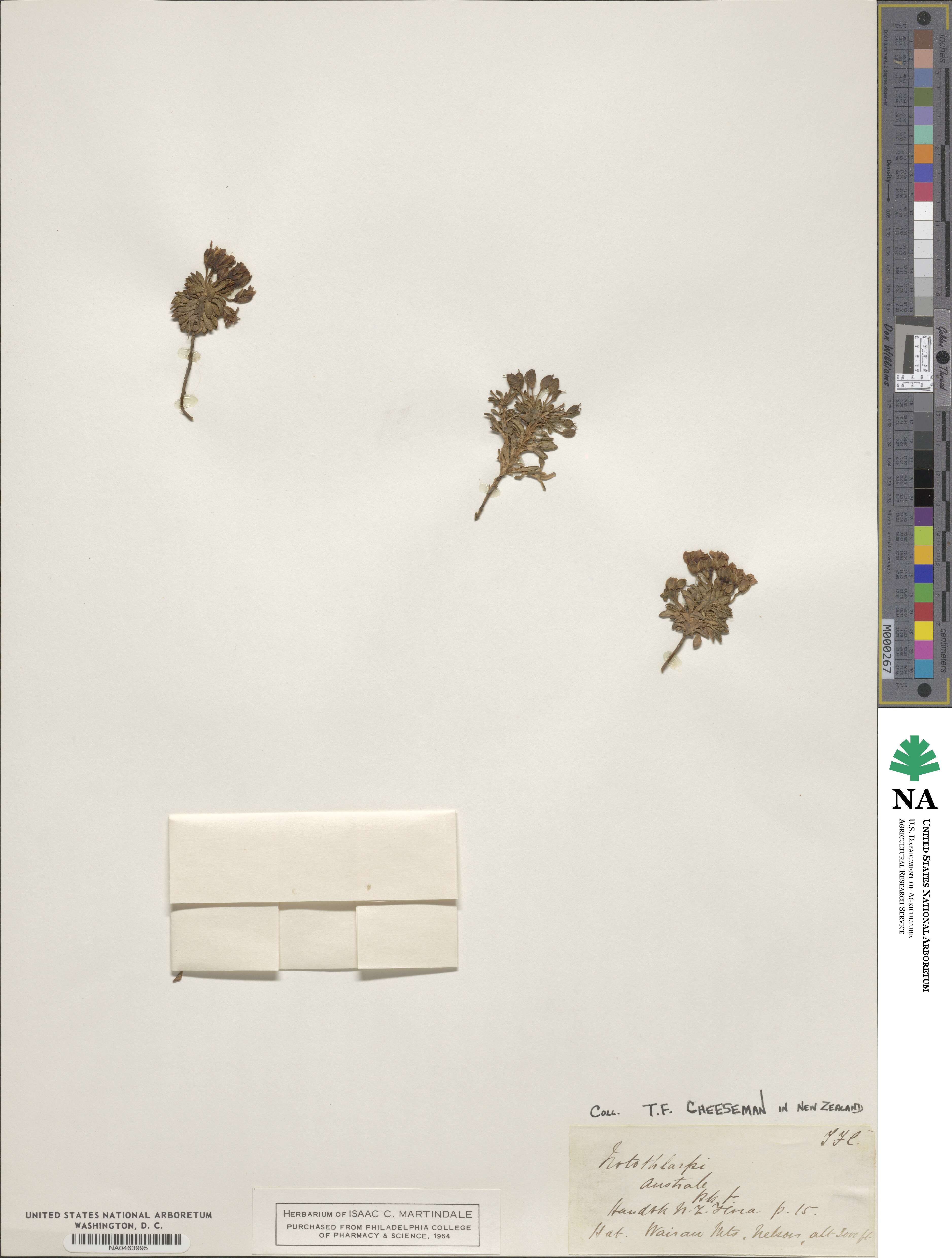 Notothlaspi image