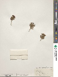 Image of Notothlaspi australe