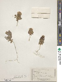 Image of Notothlaspi rosulatum