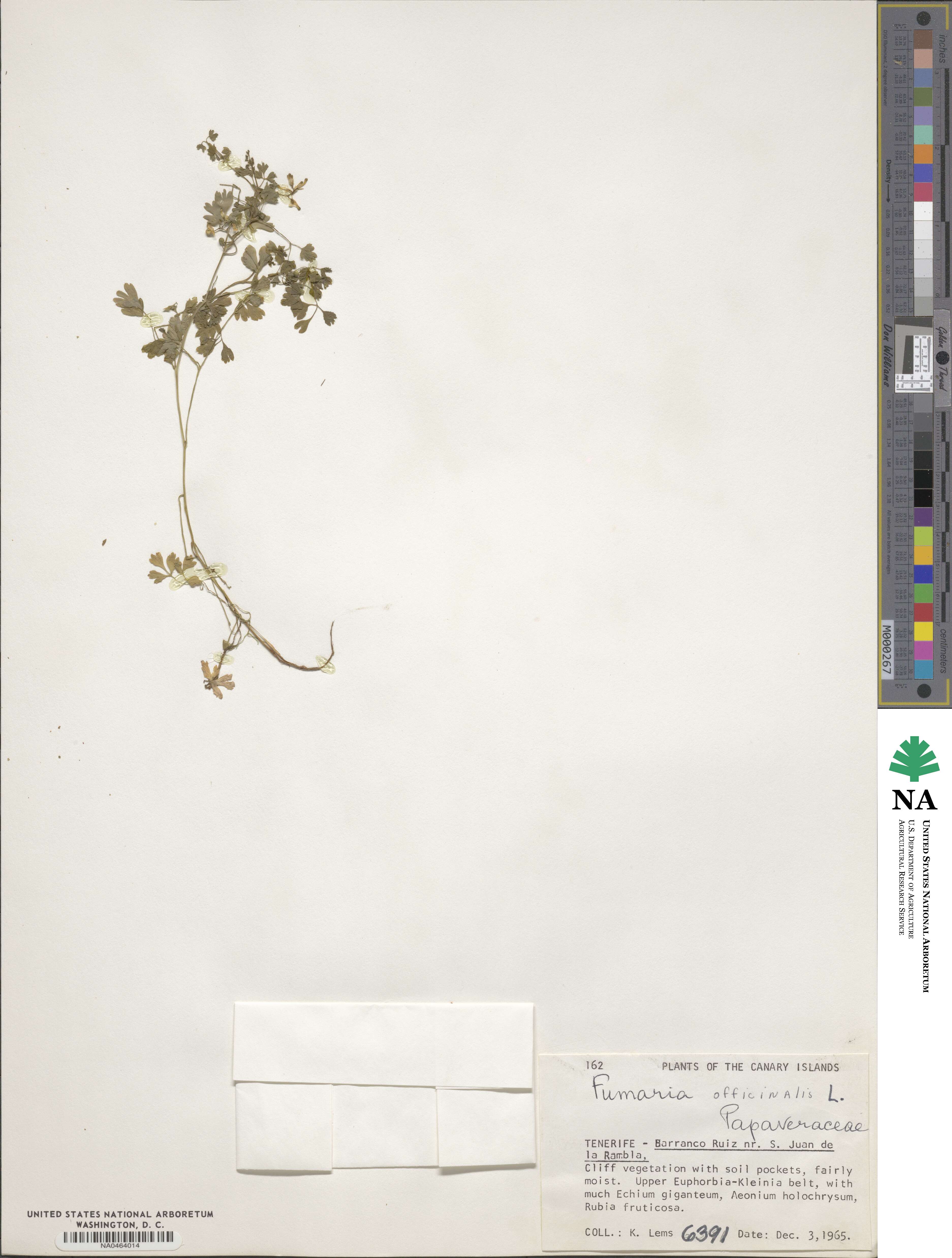 Fumaria officinalis image