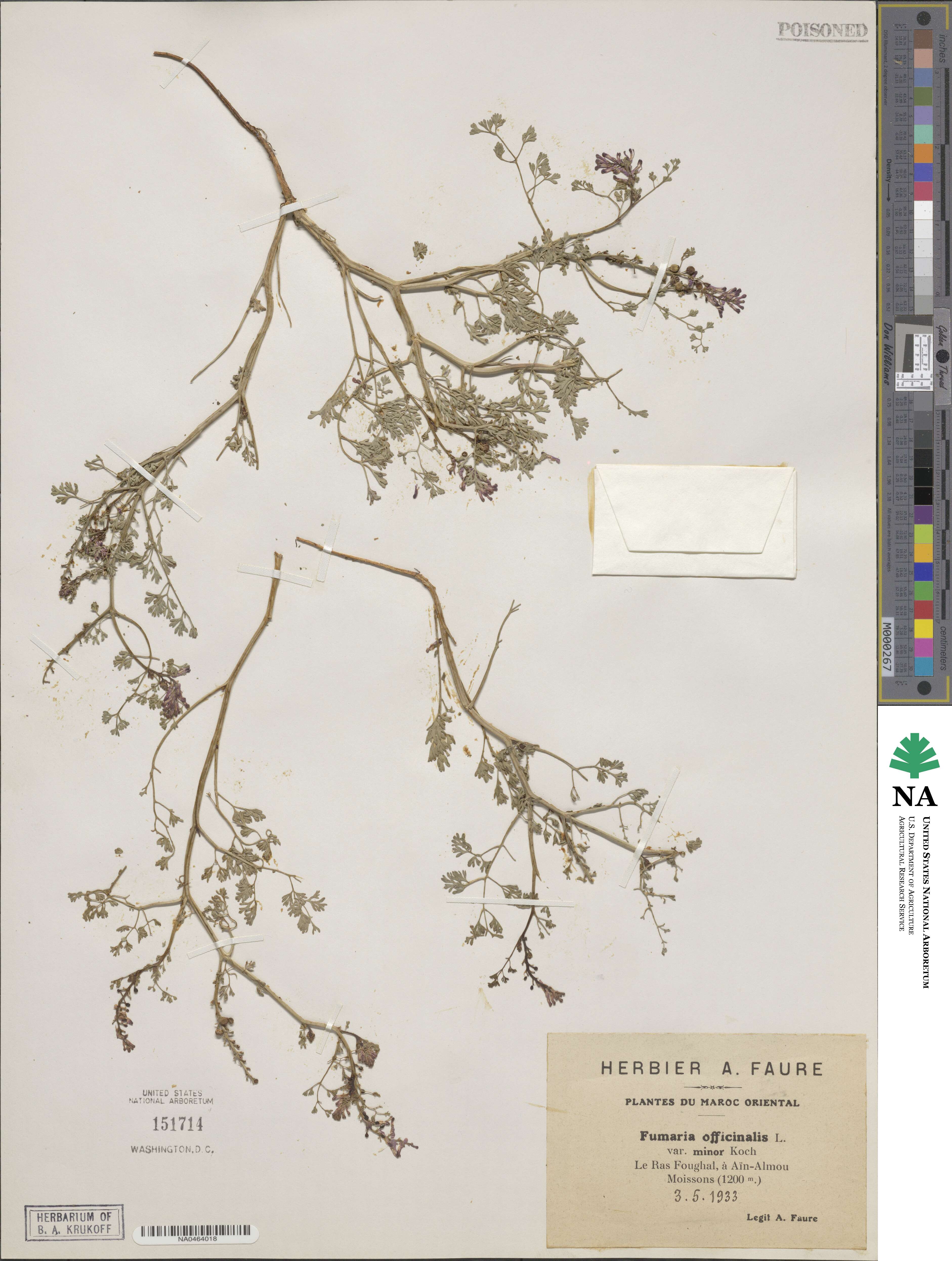 Fumaria officinalis subsp. officinalis image