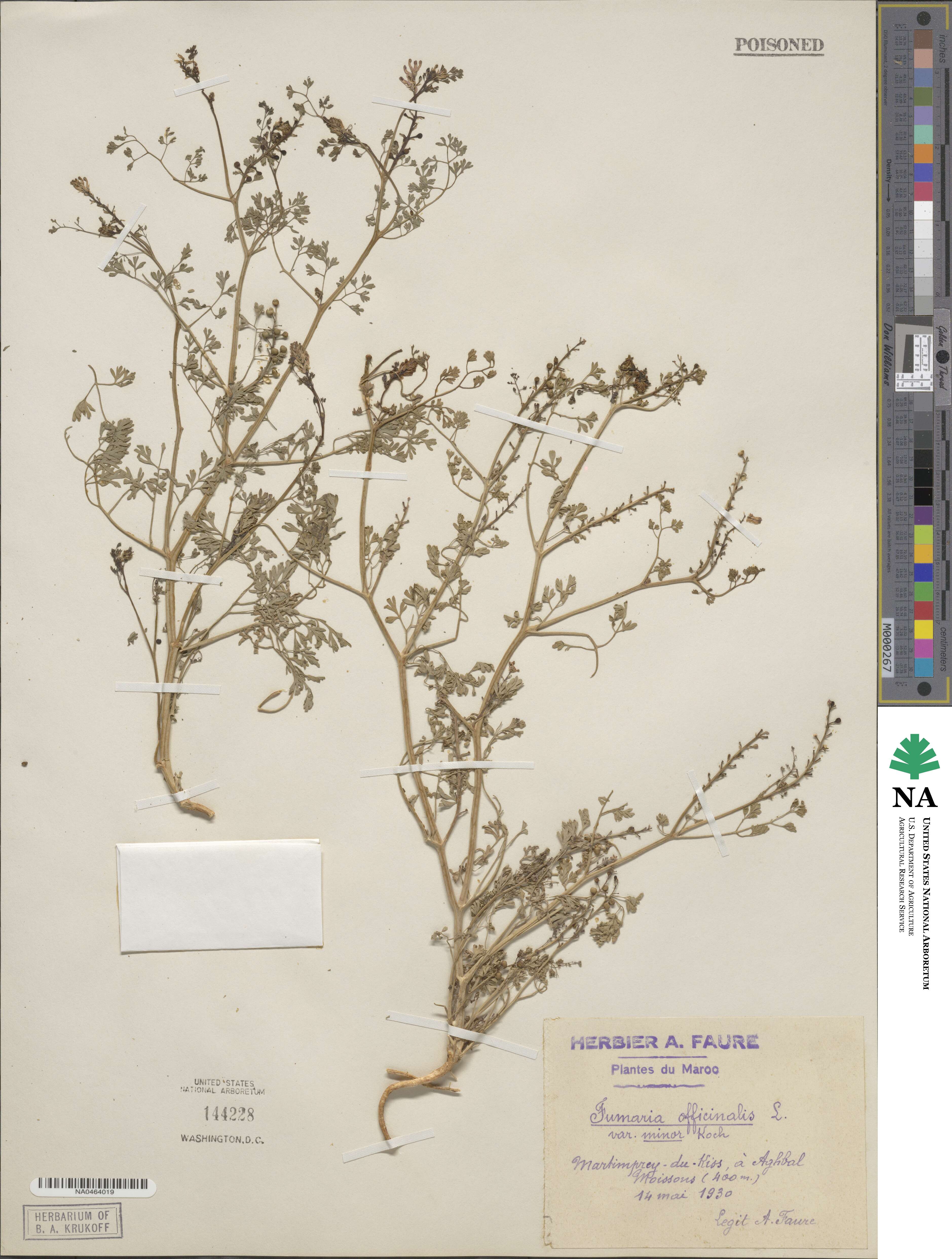 Fumaria officinalis subsp. officinalis image