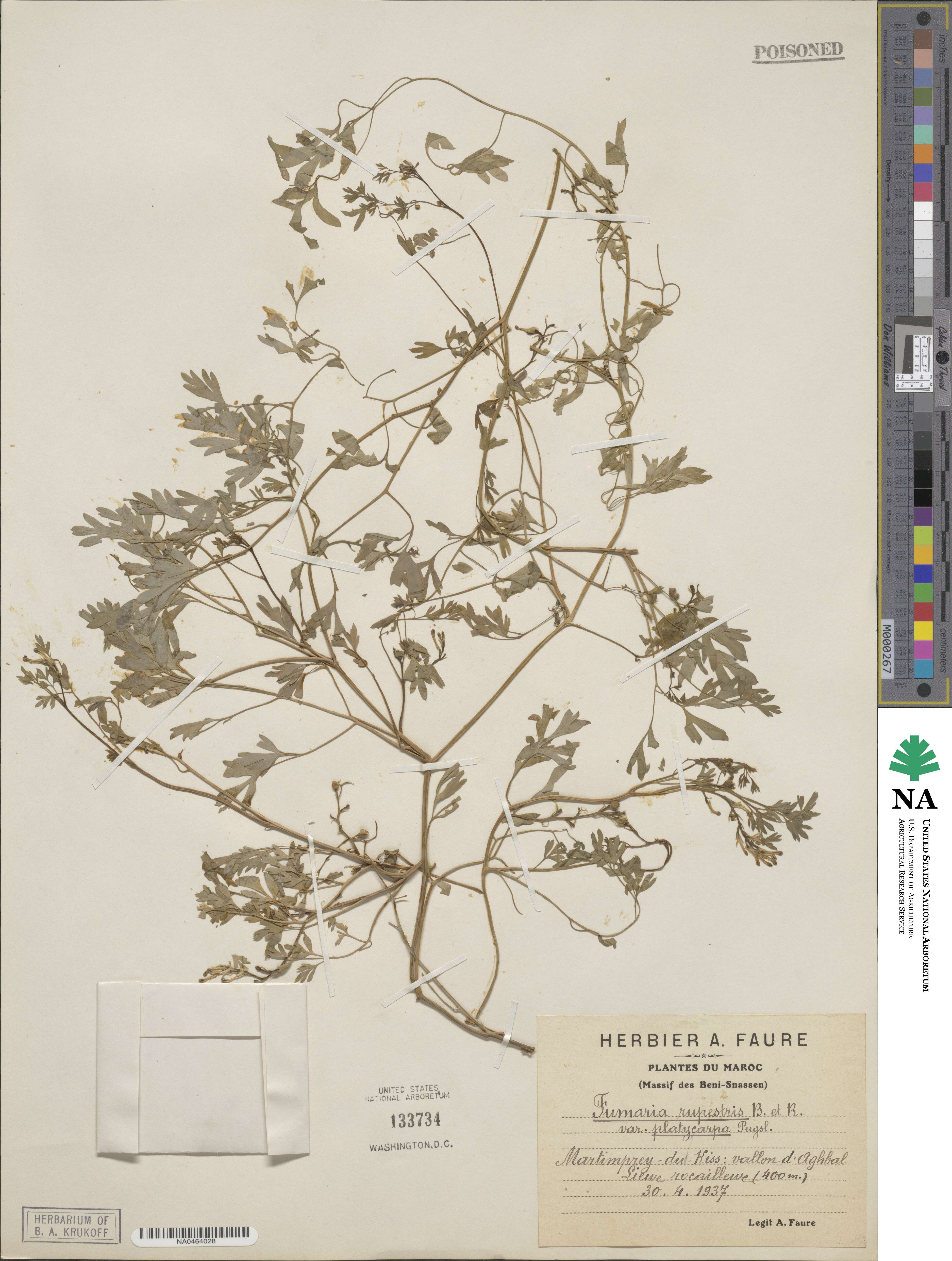 Fumaria rupestris subsp. rupestris image