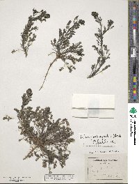 Platycapnos spicata image