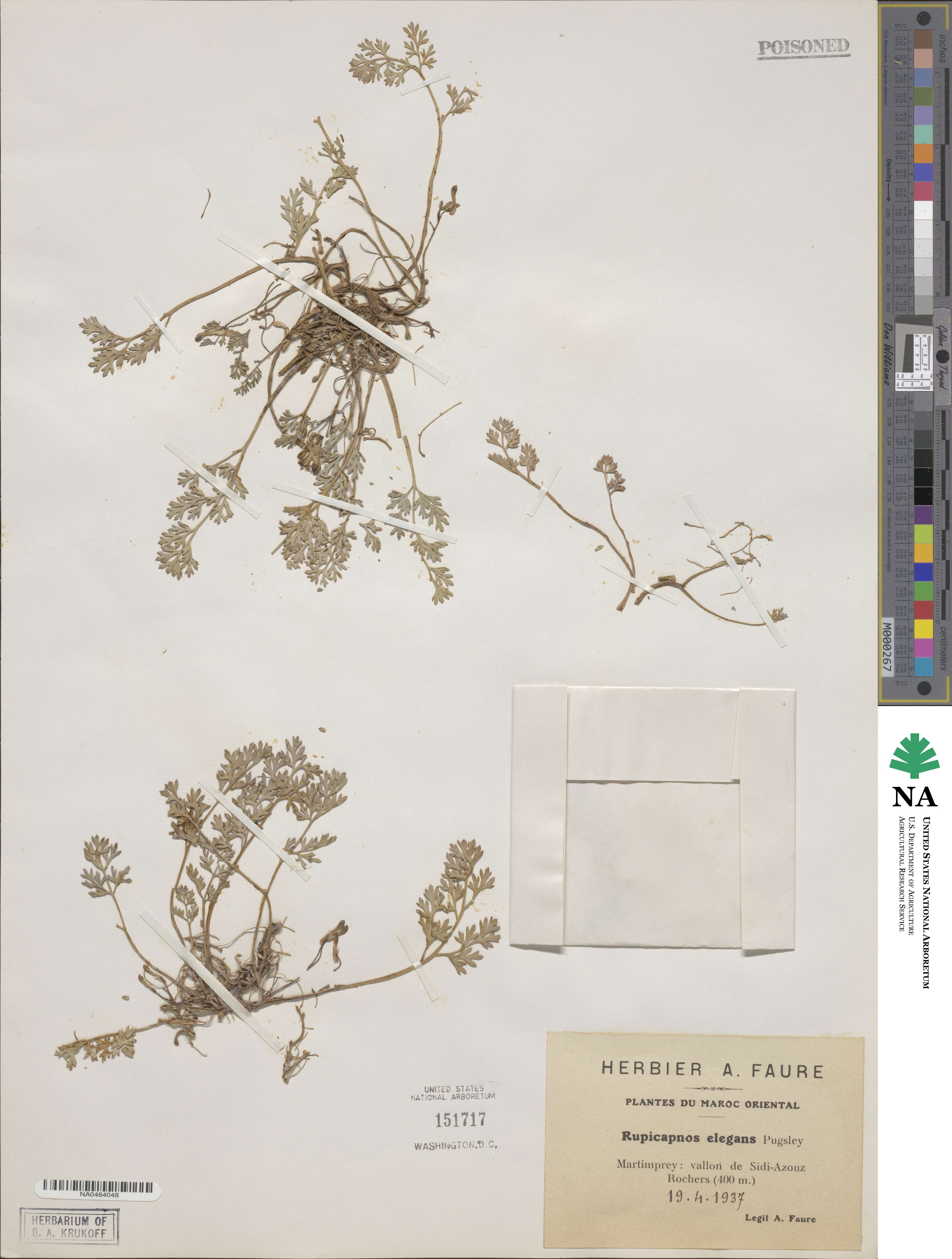 Rupicapnos africana subsp. faurei image