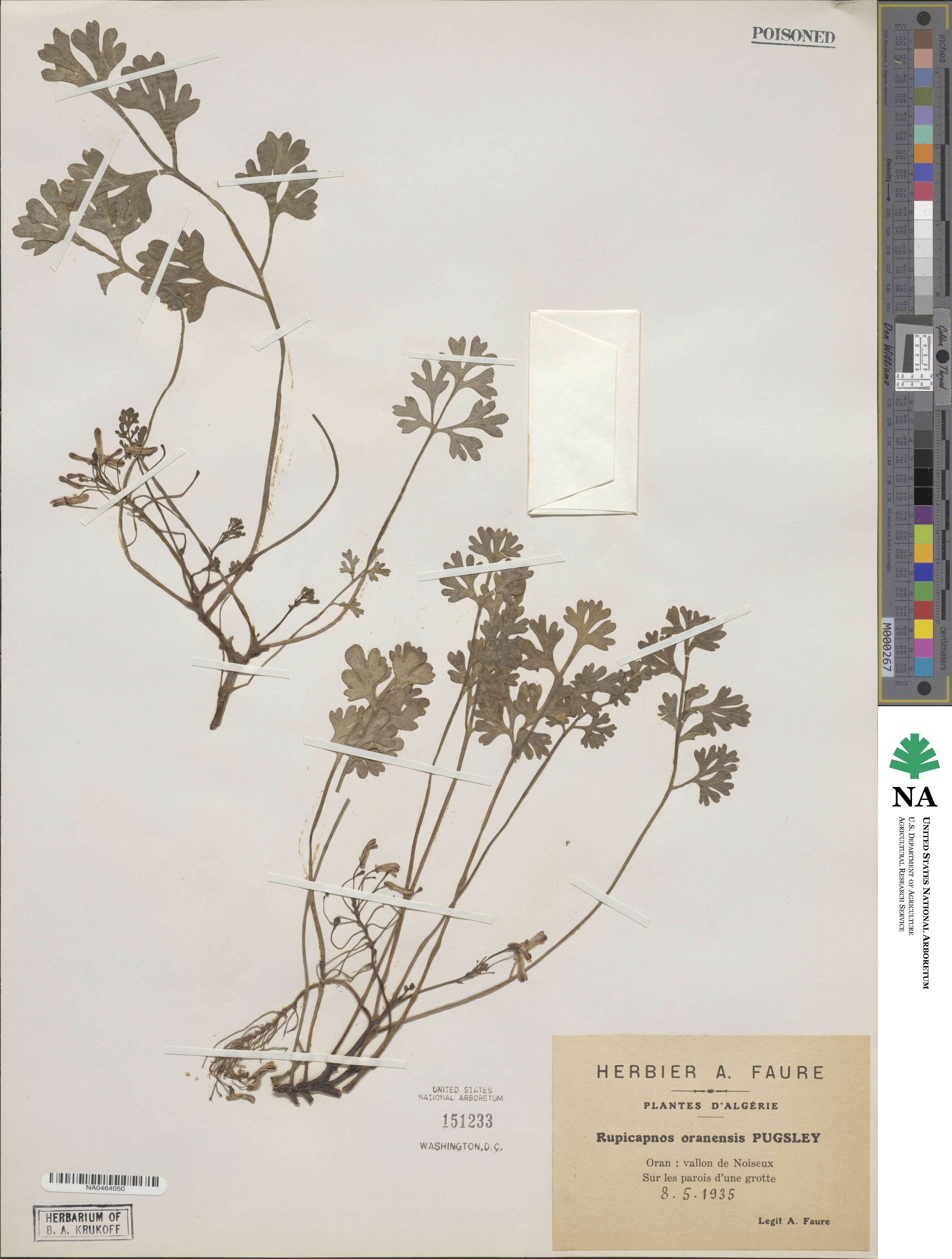 Rupicapnos africana subsp. oranensis image
