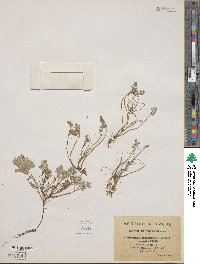 Rupicapnos africana subsp. oranensis image