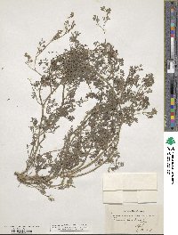 Fumaria parviflora image