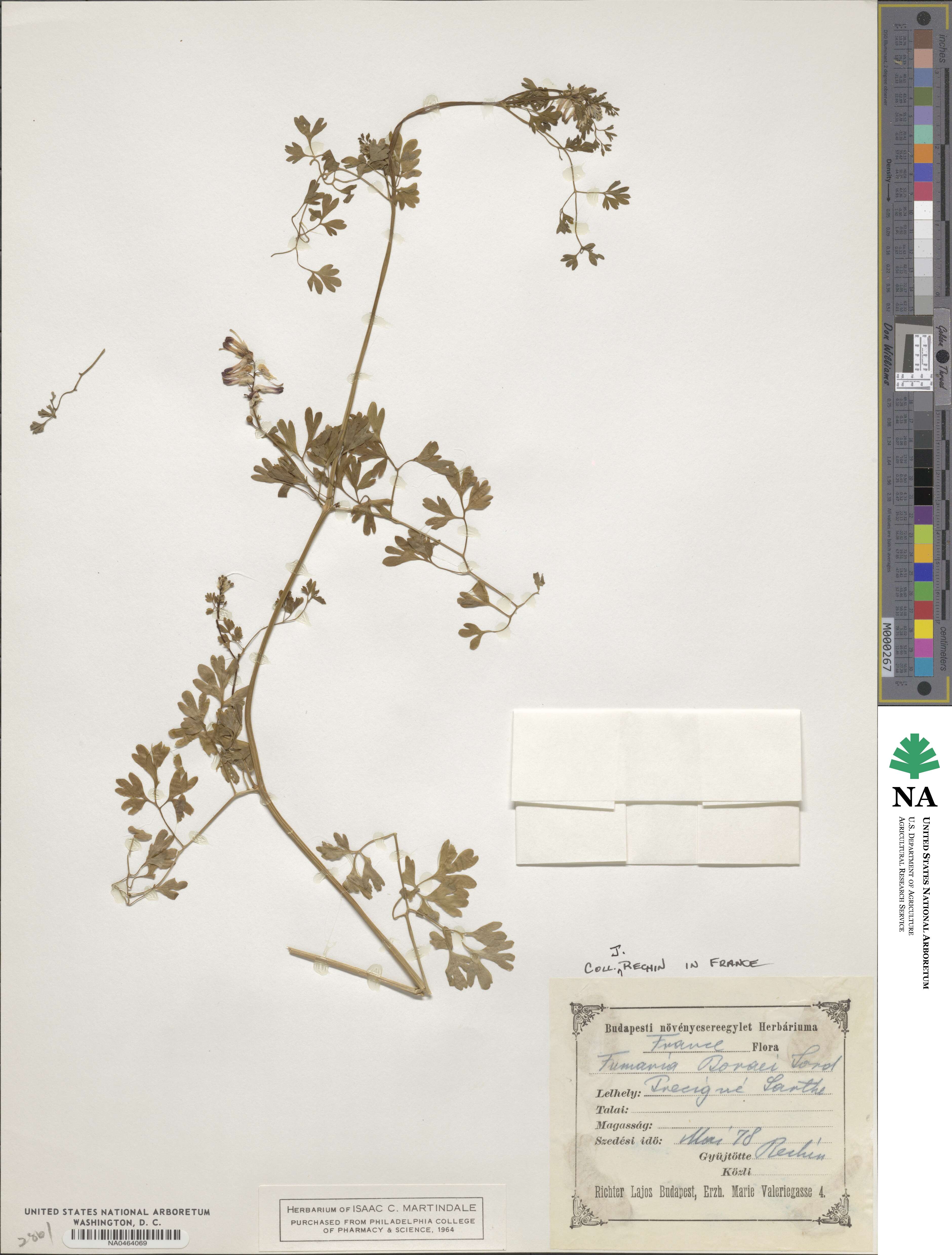Fumaria muralis image