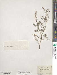 Fumaria officinalis image