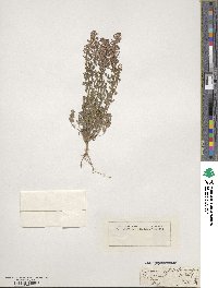 Fumaria officinalis image