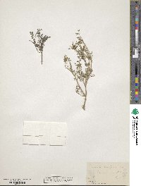 Fumaria parviflora image