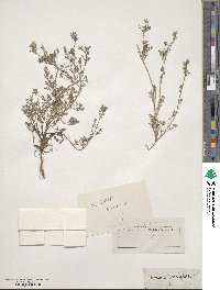 Fumaria parviflora image