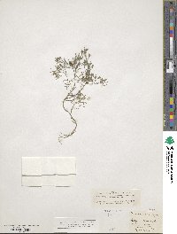 Fumaria parviflora image
