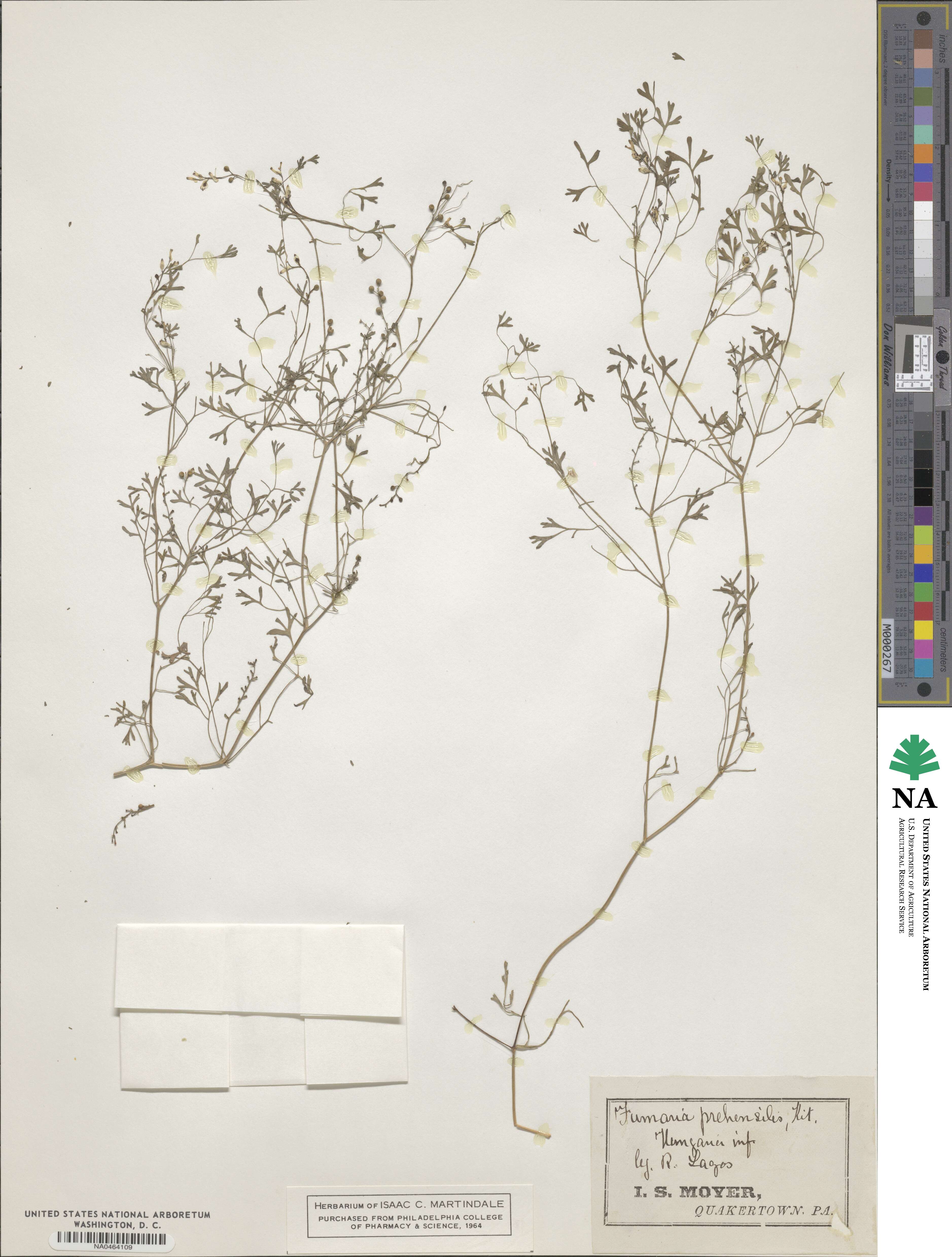 Fumaria prehensilis image