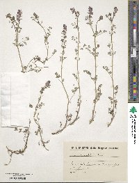 Fumaria rostellata image