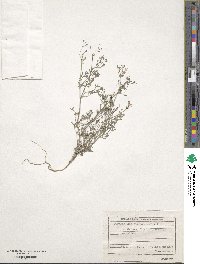 Fumaria schleicheri image