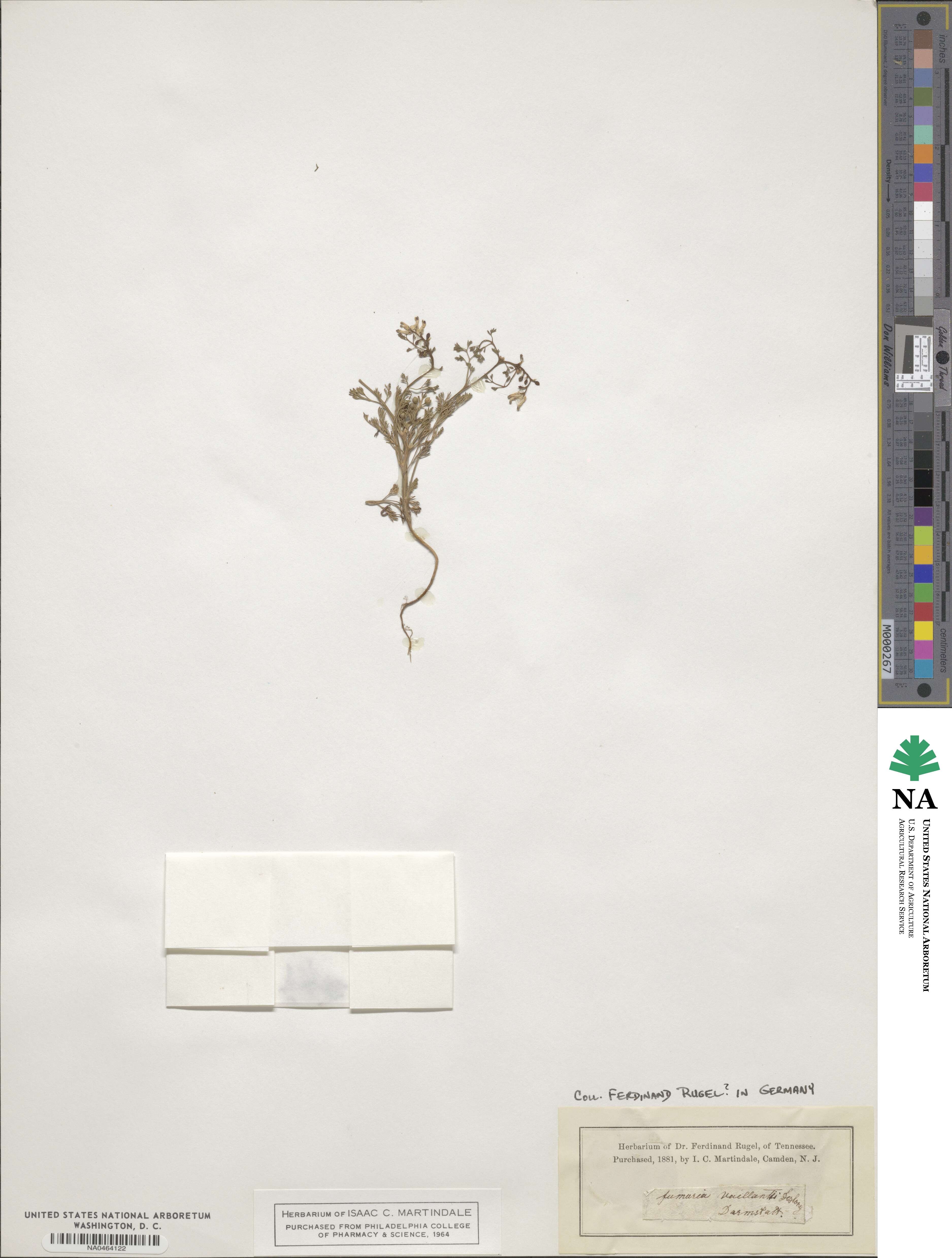 Fumaria vaillantii image