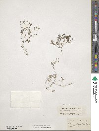 Fumaria vaillantii image