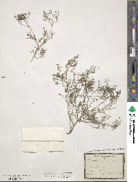 Fumaria vaillantii image
