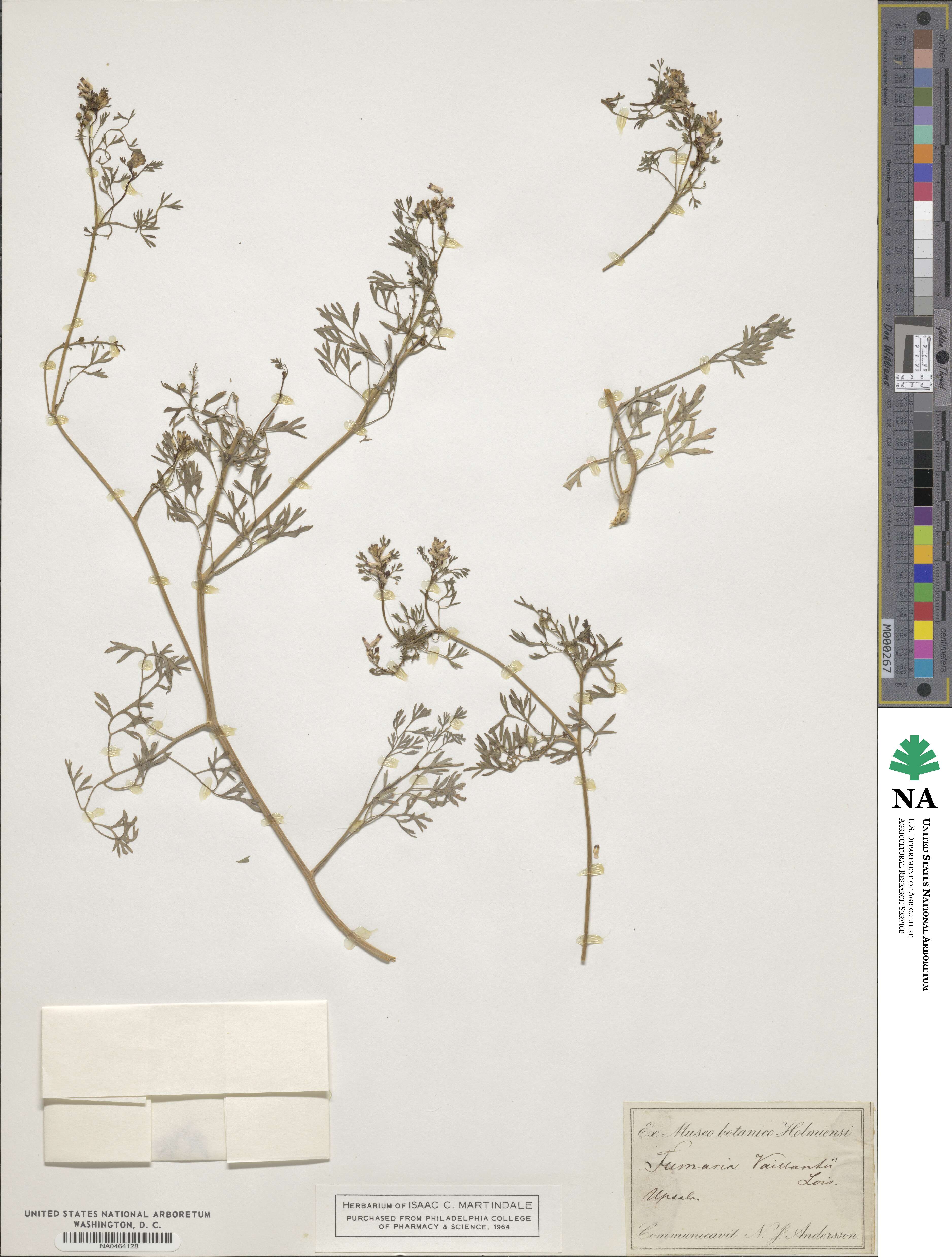 Fumaria vaillantii image