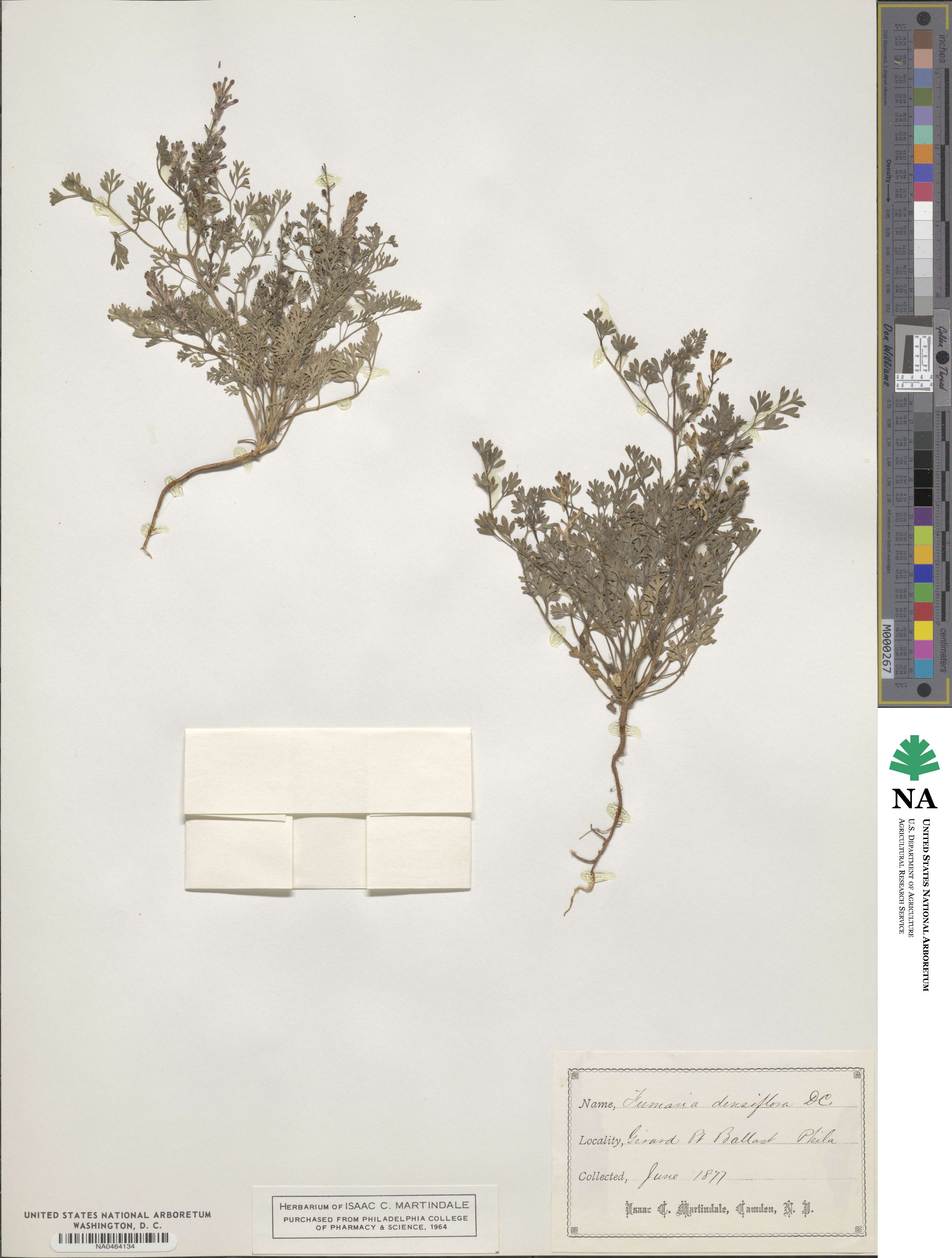 Fumaria densiflora image