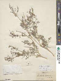 Fumaria officinalis image