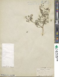 Fumaria officinalis image