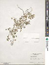 Fumaria officinalis image