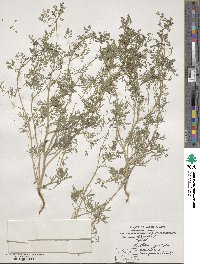 Fumaria officinalis image