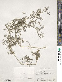 Fumaria officinalis image