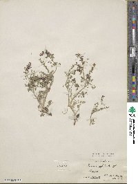 Fumaria officinalis image