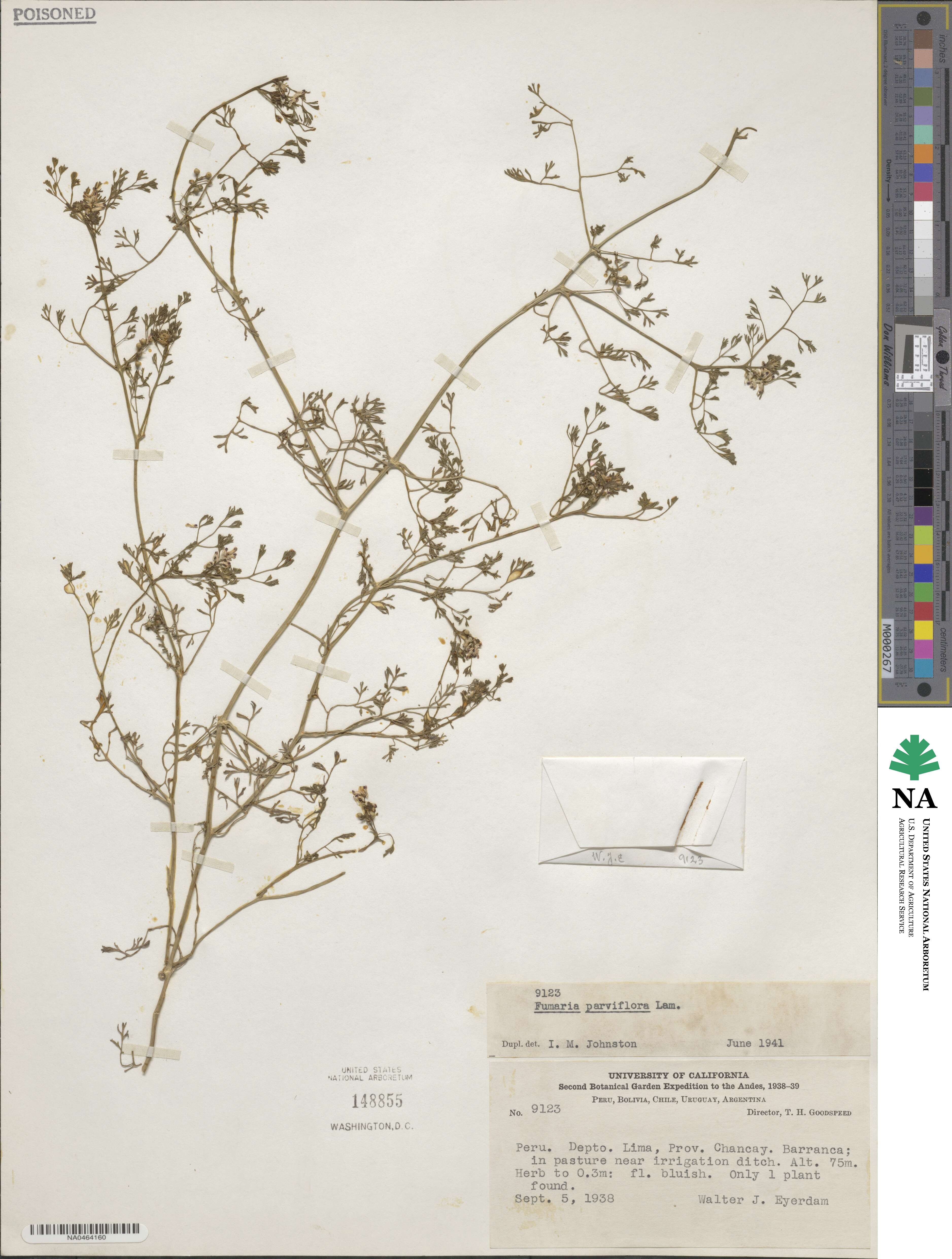 Fumaria parviflora image