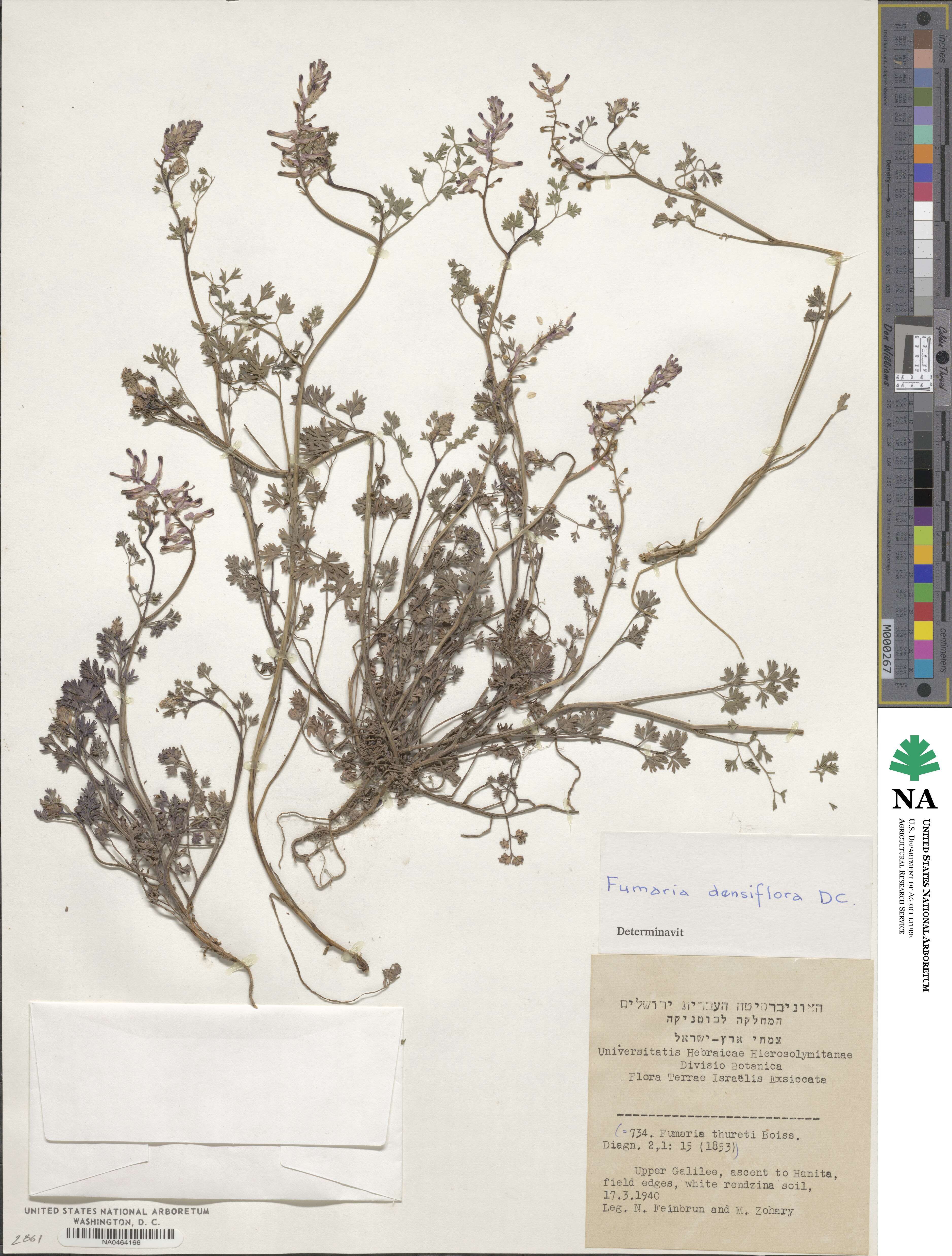 Fumaria densiflora image