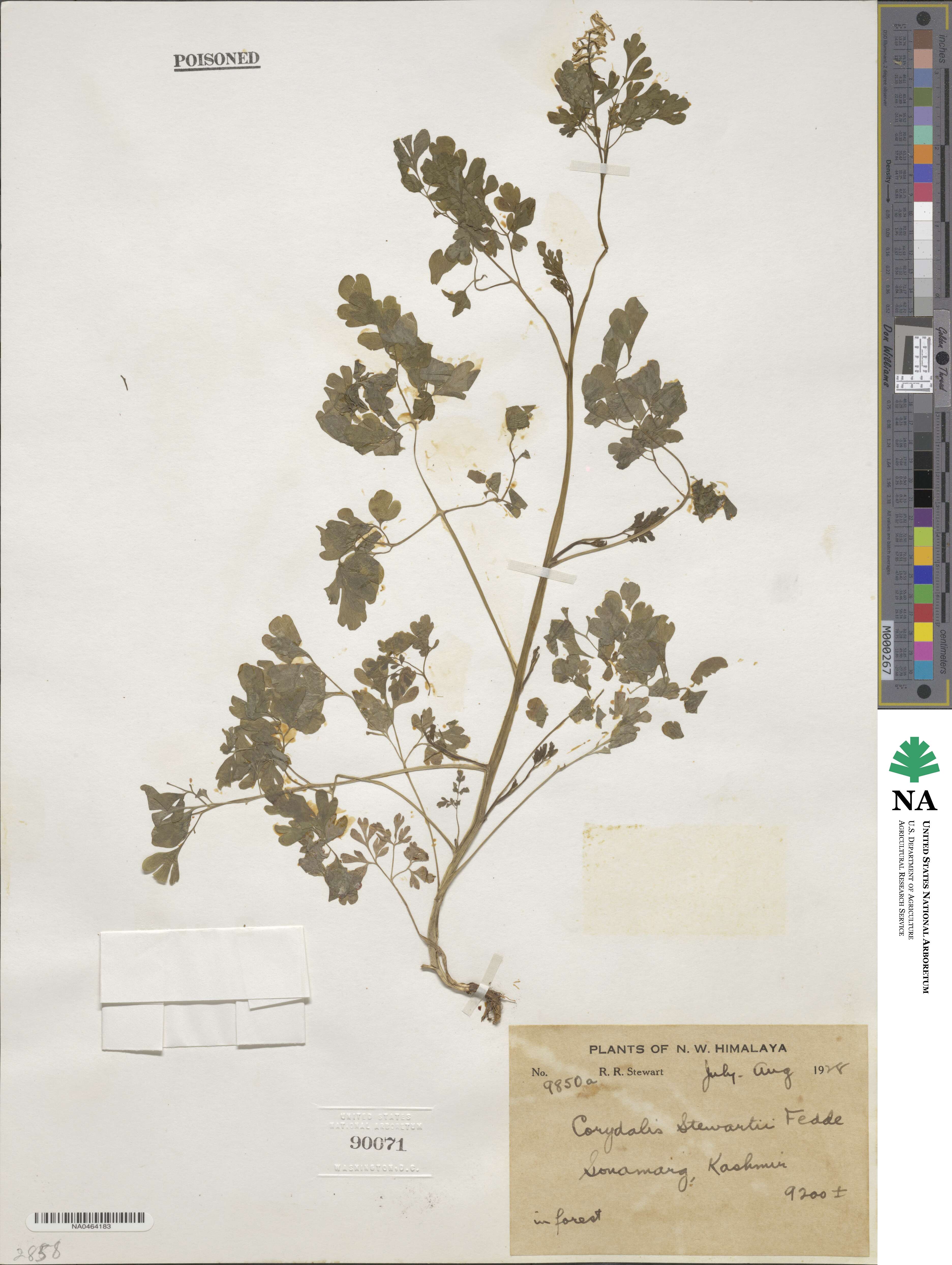 Corydalis stewartii image